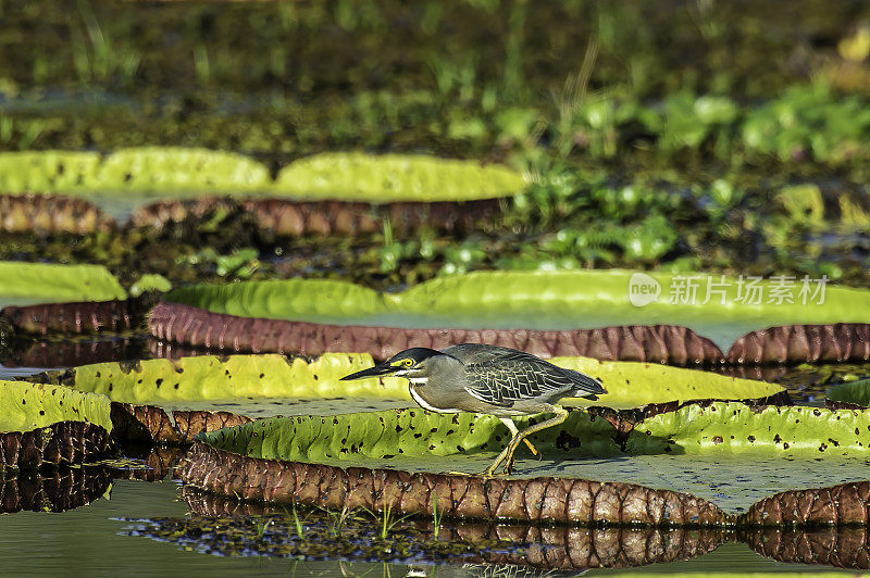 条纹苍鹭(Butorides striata)也被称为红树苍鹭、小苍鹭或绿背苍鹭，在巴西的潘塔纳尔发现。站在池塘里的维多利亚睡莲上。